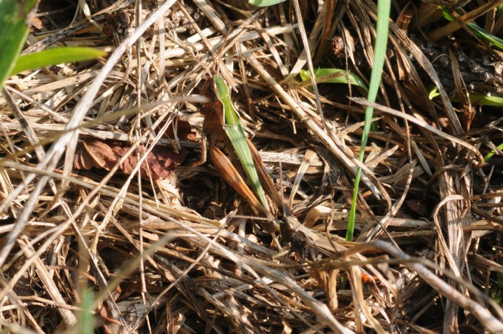 Acrididae: Omocestus viridulus